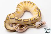 Python royal - Python regius Highway Pastel