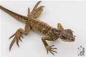 Hydrosaurus Amboinensis - Hydrosaure d'Amboine