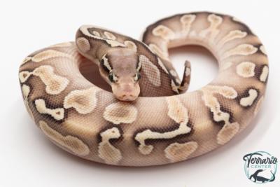 Python royal - Python regius GHI Butter Special