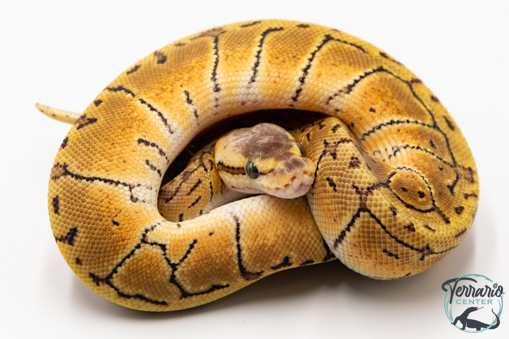 Python royal - Python regius Lemon Blast
