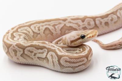 Python royal - Python regius Bamboo Enchi Pewter