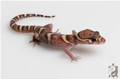 Coleonyx mitratus NC - Gecko à bandes d'Amérique Centrale