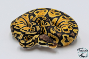 Python royal - Python regius Pastel het Clown