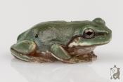 Dryopsophus (Litoria) caeruleus adulte - Rainette de White