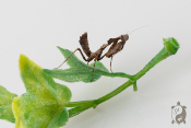 Deroplatys Dessicata - Mante feuille morte