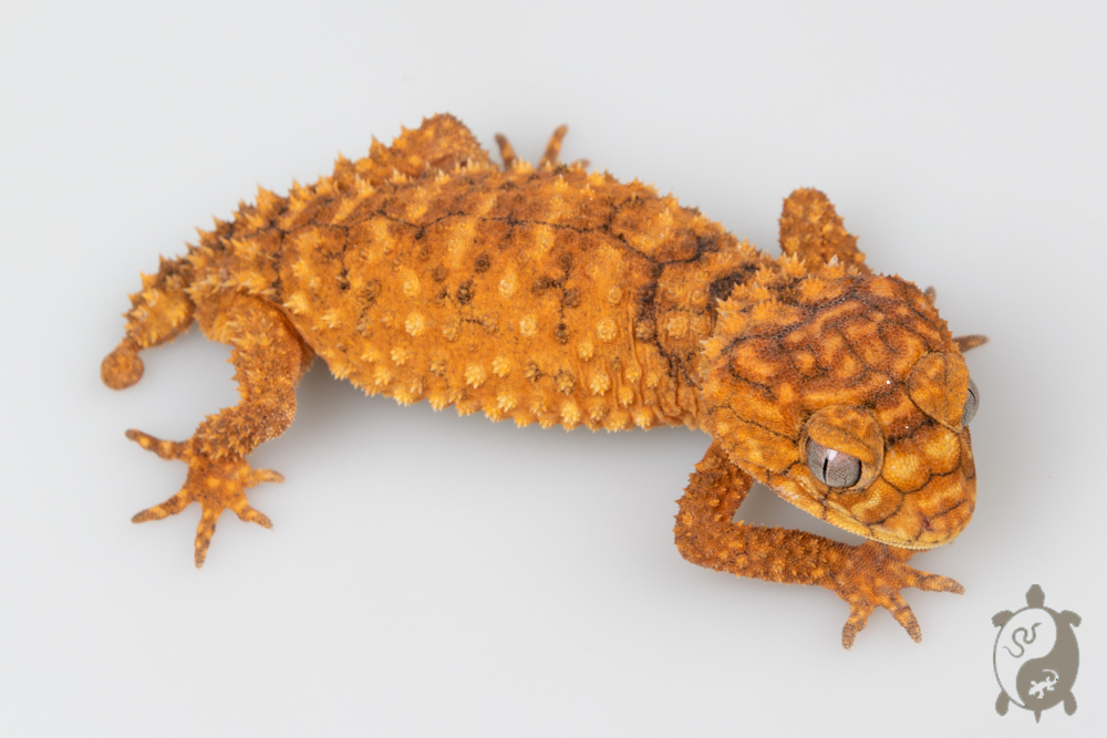 Nephrurus amyae - Gecko à queue en bouton - &#9794; - 03