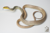Gonyosoma oxycephalum - Serpent ratier des mangroves - Mâle