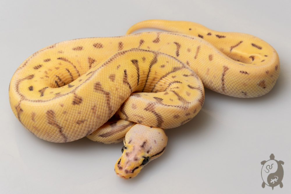 Python royal - Python regius Banana Bumblebee Leopard GHI
