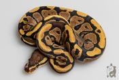 Python royal - Python regius Vanilla het Genetic Stripe