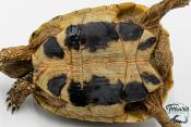 Tortue d'Hermann - Testudo hermanni boettgeri 12-15 cm - Mâle