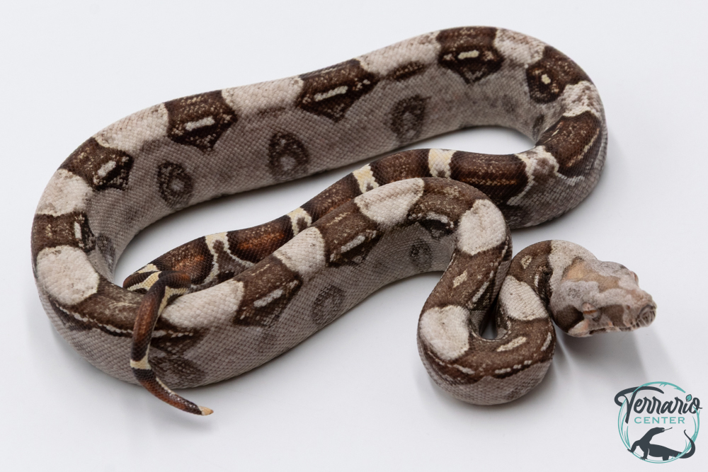 Boa constricteur - Boa imperator VPI