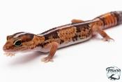 Hemitheconyx caudicinctus - Gecko à queue grasse - Femelle &#9792; A9