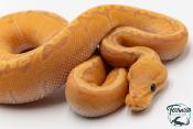 Python royal - Python regius Banana Pinstripe GHI