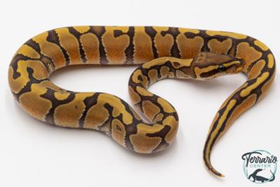 Python royal - Python regius Enchi Hypo 