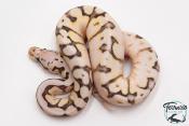 Python royal - Python regius Killer Bee Yellow Belly