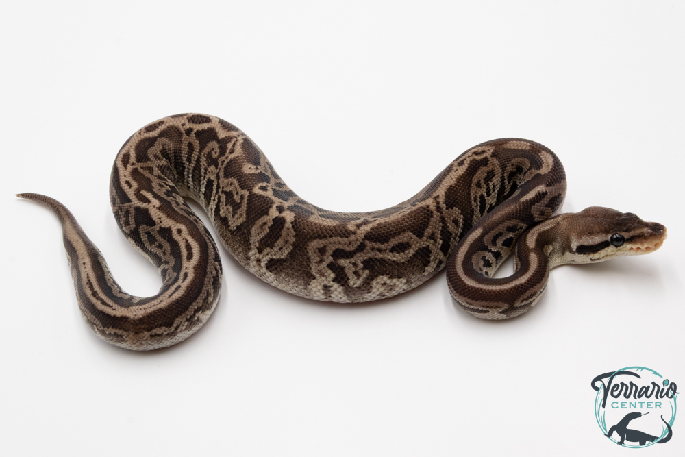 Python royal - Python regius Black Pewter Leopard