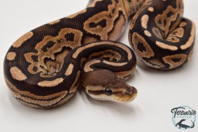 Python royal - Python regius Cinnamon