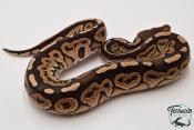 Python royal - Python regius Cinnamon