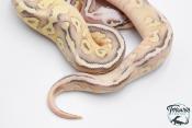 Python royal - Python regius Super Pastel Fire (SuperFLy)