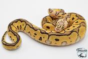 Python royal - Python regius Clown Pastel