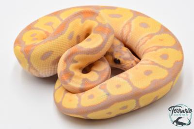 Python royal - Python regius Banana Clown