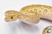 Python royal - Python regius Clown Lesser