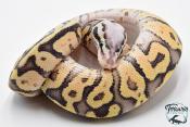 Python royal - Python regius Super Pastel Yellow Belly