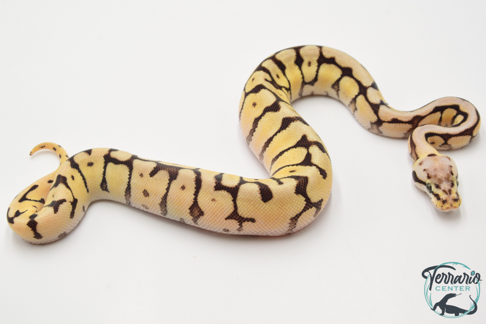 Python royal - Python regius Bumblebee Yellow Belly