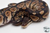 Python royal - Python regius Cinnamon