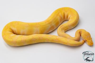 Python royal - Python regius Albinos Chocolat