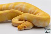 Python royal - Python regius Albinos Chocolat