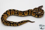 Python royal - Python regius Pastel Yellow Belly