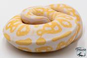 Python royal - Python regius Albinos Black Pastel