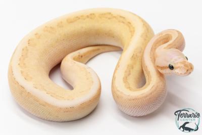 Python royal - Python Regius Vanilla Cream Pinstripe