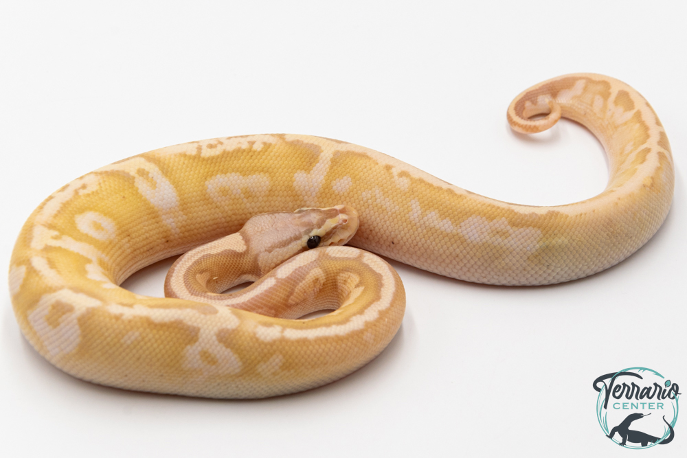 Python royal - Python regius Banana Sugar Pastel