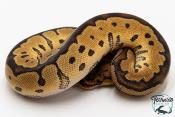 Python royal - Python regius Clown