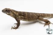 Ctenosaura pectinata - Iguane à queue épineuse de l'Ouest - Piebald