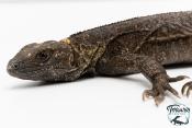 Ctenosaura pectinata -  Cténosaure du Guerrero - Blue