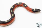 Faux corail de Sinaloa - Lampropeltis triangulum sinaloae "Splotched" 