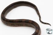 Boa constricteur - Boa imperator Leopard Mandarine Belly 