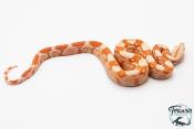Boa constricteur - Boa imperator Albinos Kahl Poss Jungle