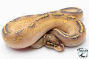 Python royal - Python regius Highway