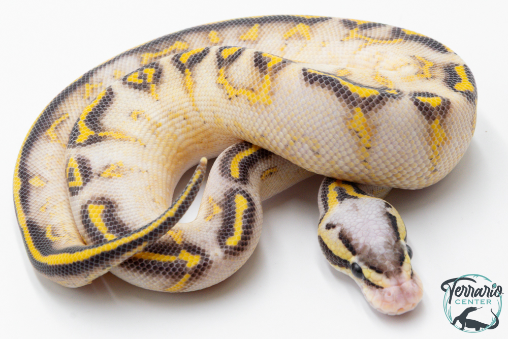 Python royal - Python regius Highway Pastel