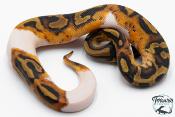 Python Royal - Python regius Piebald Het Albinos