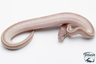 Python royal - Python regius Super Phantom LemonBlast