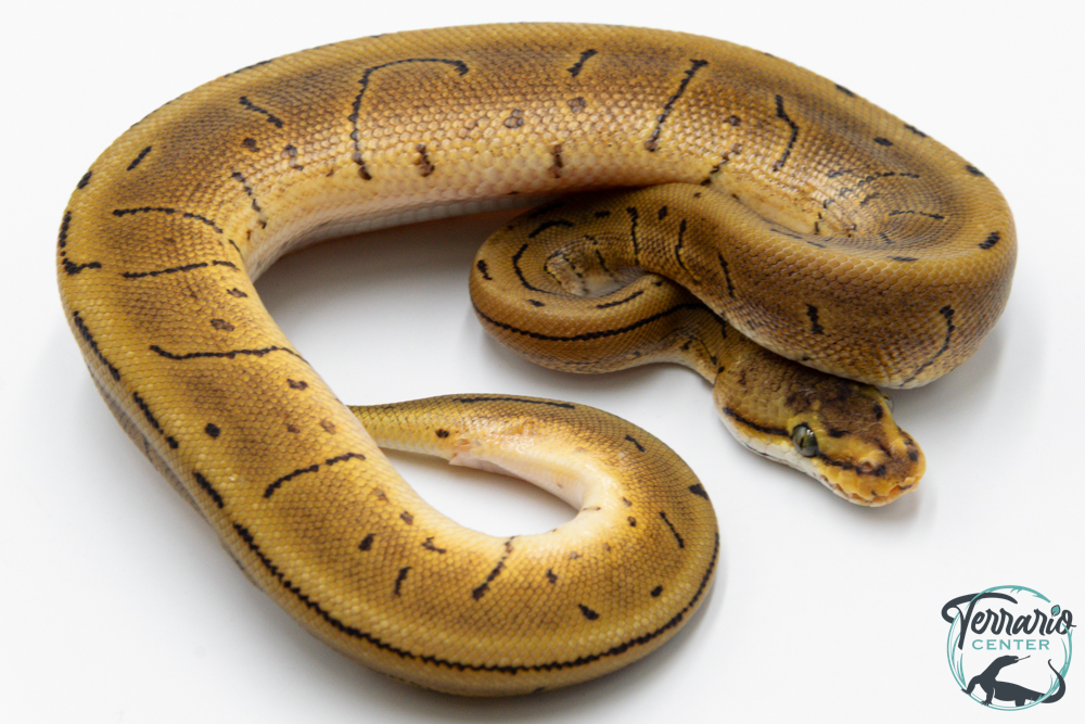 Python royal - Python regius Leopard Pinstripe