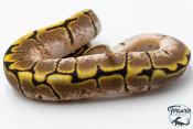 Python royal - Python Regius Spider Sugar