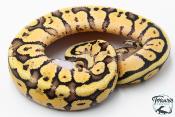 Python royal - Python regius Super Pastel Vanilla