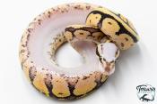 Python royal - Python regius Super Pastel Vanilla