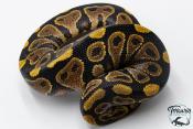 Python royal - Python regius Yellow Belly